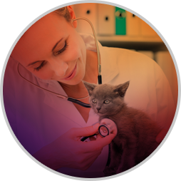 Veterinary Instruments border=